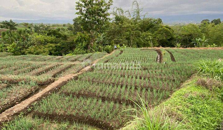 TANAH SAWAH SUBUR HARGA BAGUS DI TEMAS KOTA BATU 2