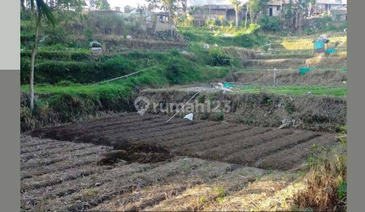 TANAH SUBUR LUAS HARGA BAIK DI PUJON KABUPATEN MALANG. 1