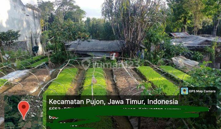 TANAH SUBUR LUAS HARGA BAIK DI PUJON KABUPATEN MALANG. 2