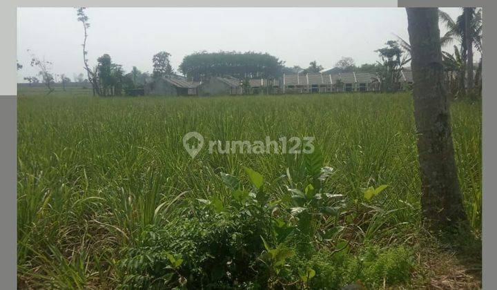 TANAH SAWAH SUBUR HARGA BAIK DI PAKISAJI KABUPATEN MALANG. 1