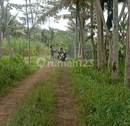 Tanah Kebun Subur Luas Asri Murah Nego Di Lintas Selatan Malang 2