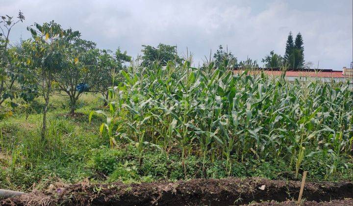 Edisi Bu Tanah Subur View Menawan Murah Strategis di Kota Batu  1