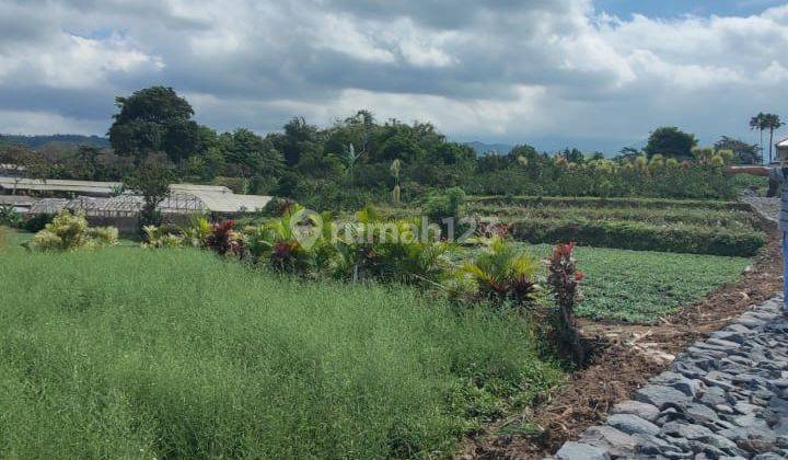 Tanah Bagus Untuk Pertanian Subur Sayur Atau Buah Di Kota Batu 2