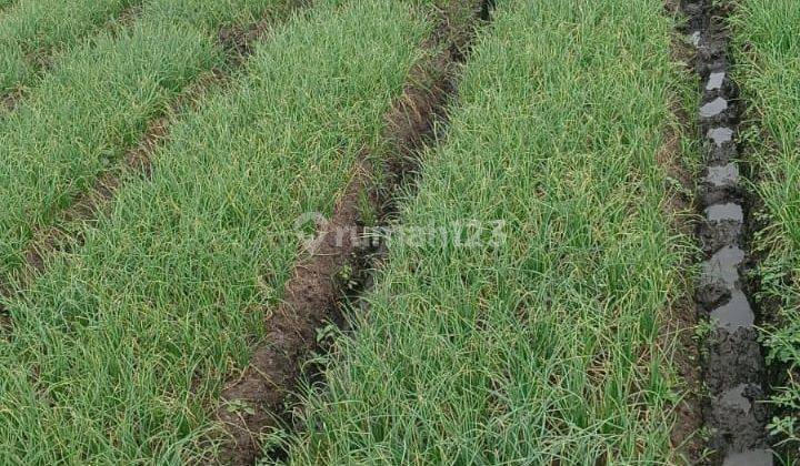 Tanah Murah Pinggir Jalan Subur Dan Strategis di Pendem Junrejo Kota Batu 1