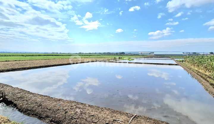 For Sale Large 4310 Land in Bunutwetan Pakis Malang in Front of Toll Gate