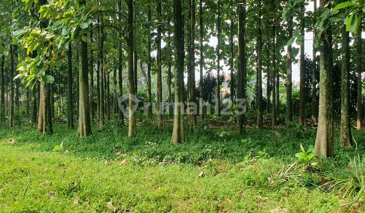 Cheapest Teak Tree Land in Central Bogor Yasmin Toll Access Cheapest Teak Tree Land in Central Bogor Yasmin Toll Access
