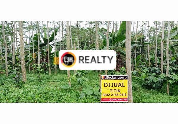 Kavling di Limbangan Kendal Jawa Tengah 1