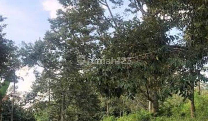 Kebon Durian Produktif Siap Panen di Sukabumi 1