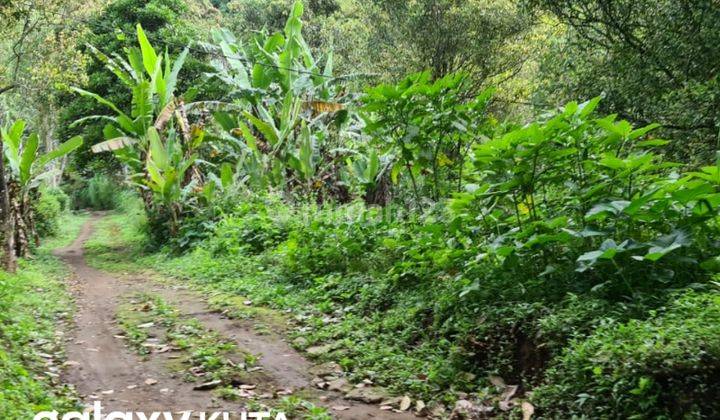 DIJUAL TANAH MUNDUK SINGARAJA 1