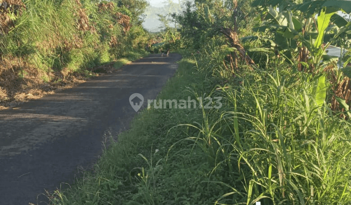 Dijual Tanah Kosong Murah Wanagiri Buleleng, Bali 2