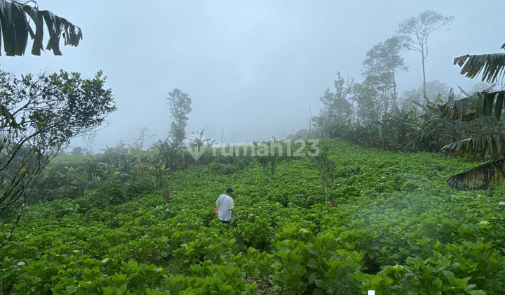 Dijual Tanah Kosong Murah Wanagiri Buleleng, Bali 1