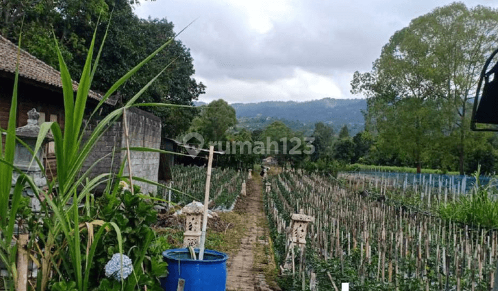 Empty land for sale in Pinggan Kitamani Village, Bangli, Bali 1