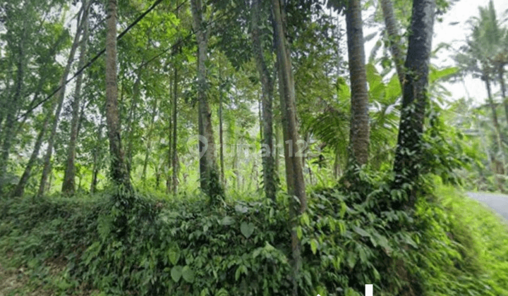 Ready-to-build land for sale in Raya Kelusa Gianyar, Bali 2