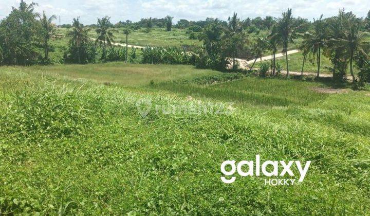 Tanah Kavling View Sawah Raya Pantai Kedungu Belalang Kediri Tabanan, Bali 2