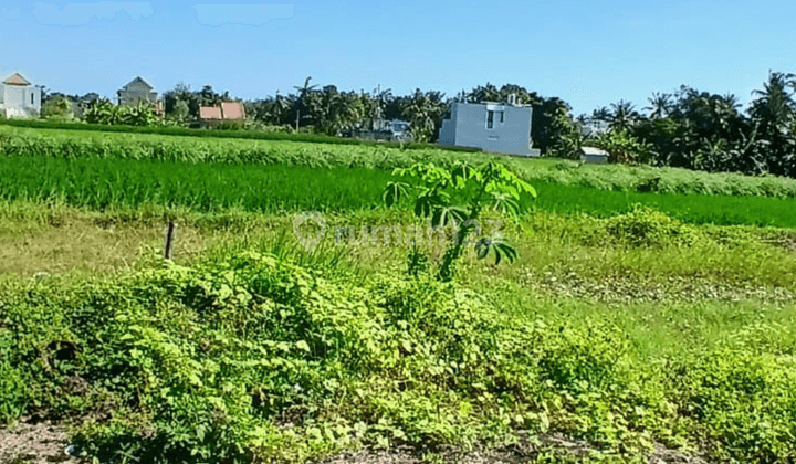 Plot of land for sale ready to build Kediri Tabanan, Bali 1