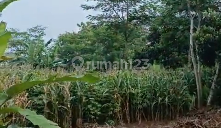 Tanah Kedung Pane Mijen Dekat Bsb Ngaliyan 2