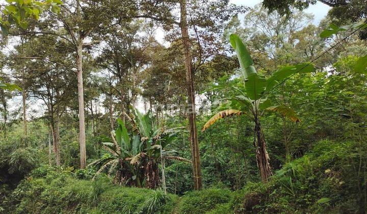 Tanah di Ungaran Gunungpati 5Ha SHM Cocok Kaplingan  1