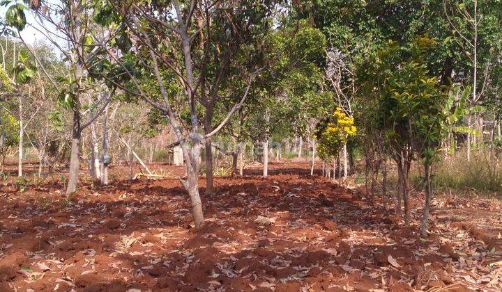 Tanah Tembalang Bulusan Dekat Kampus Undip Tembalang  2