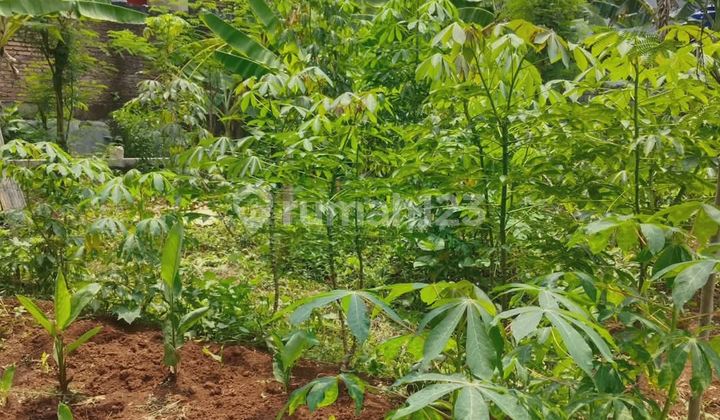 Tanah Tembalang Bulusan Undip Dekat Kampus Undip Tembalang 2