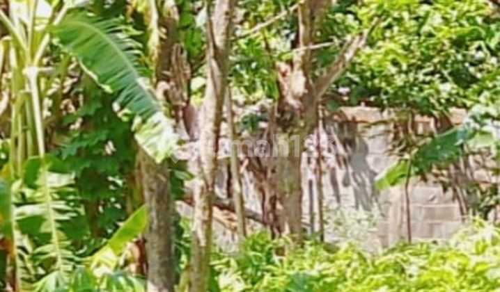 Tanah Tembalang Bulusan Utara Ring 1 Kampus Undip Tembalang 2