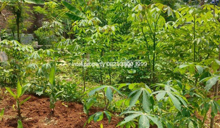 Tanah Tembalang Bulusan Dekat Undip Tembalang  1