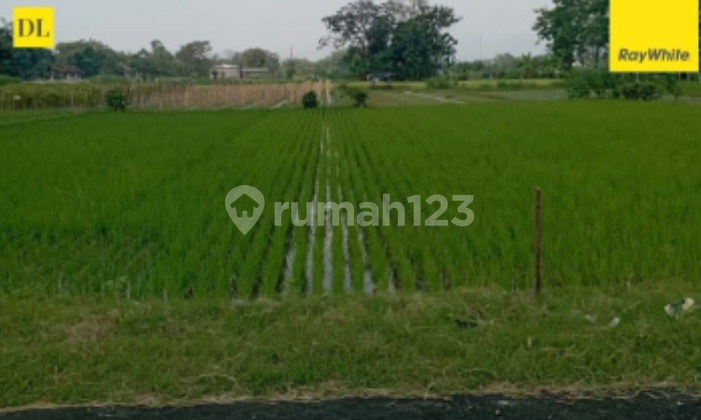 Dijual Murah Tanah Sawah di Berbah Sleman 1