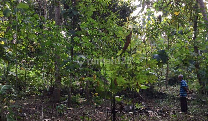 Dijual Tanah Di Bumirejo Kulon Progo Jogjakarta 1