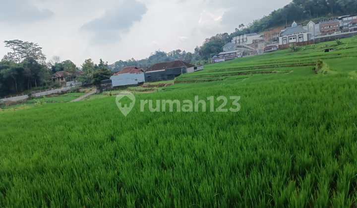 Rice Field Near Public Facilities, Karangpandan