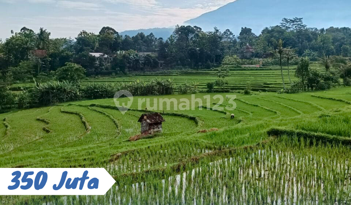Sawah Murah Meriah Karangpandan