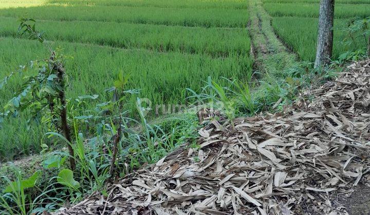 Tanah 1445m2 Akses Simpangan Karangpandan  2