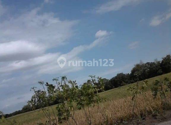 Sawah 643m2 Akses Simpangan Kebakkramat  1