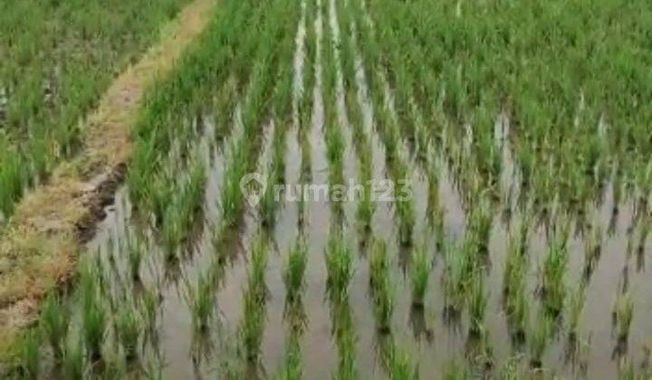 Sawah 1950m2 Akses Cor Brujul Jaten Idr 800jt 1