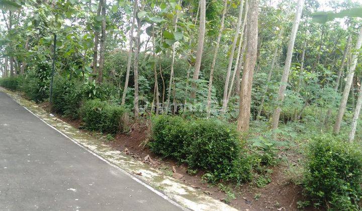 Pekarangan 541m² Kontur Datar Jumantono  3