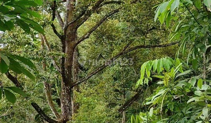 Pekarangan 3600m2 15 Pohon Durian Mojogedang  1