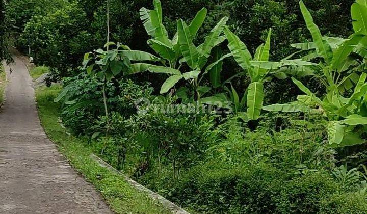 Pekarangan 3600m2 15 Pohon Durian Mojogedang  2