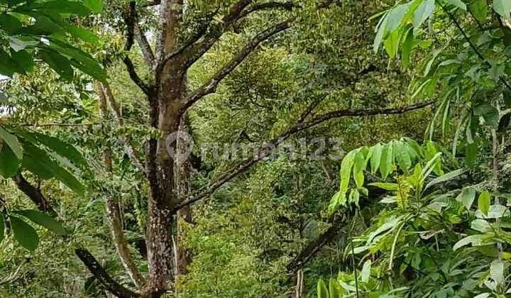 Kebun Durian Jumantono 3600m2  1