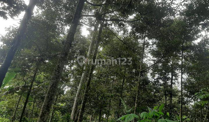 Kebun Durian Jumantono 900m2  2