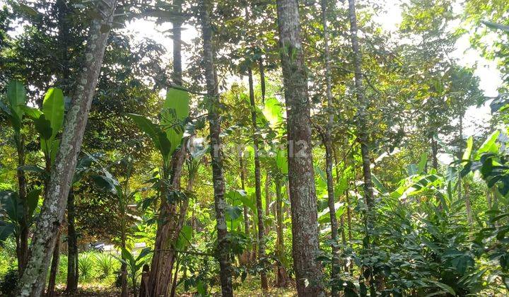 Kebun Duren Sudah Produktif Jumantono  1