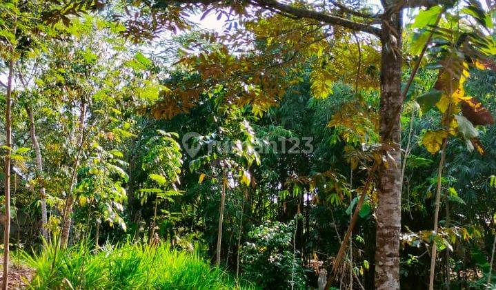 Kebun Durian Mojogedang 200 Juta  1