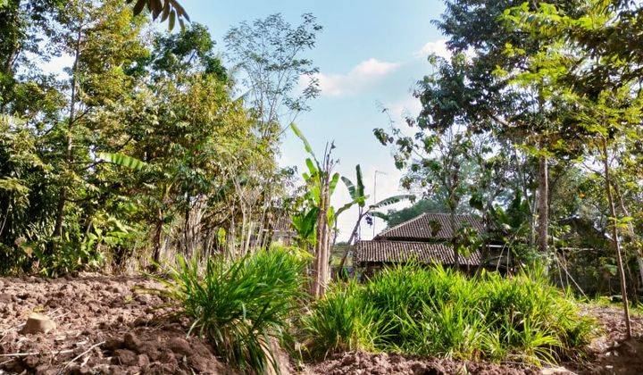 Kebun Durian Mojogedang 200 Juta  2