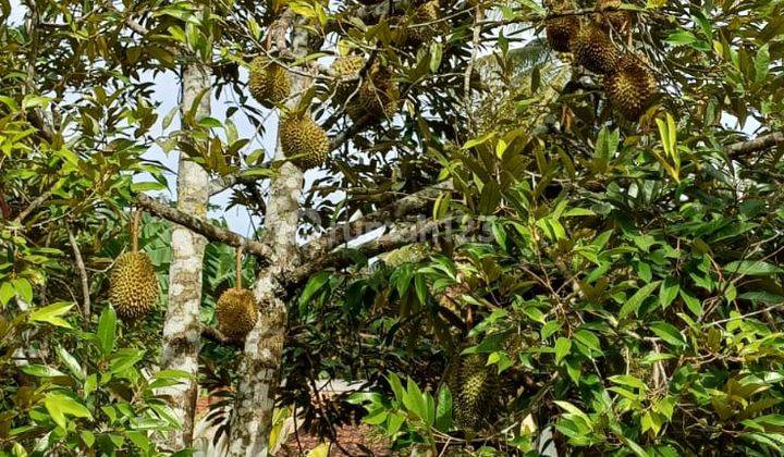 Dijual Kebun Wisata Durian  2