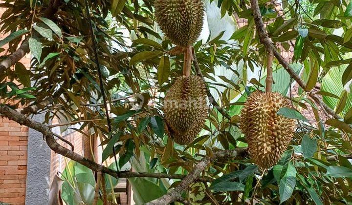 Dijual Kebun Wisata Durian  2