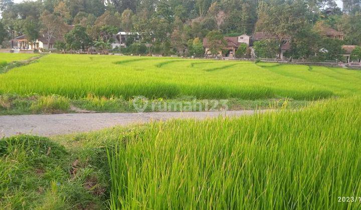 Sawah Karangpandan 750jt  1