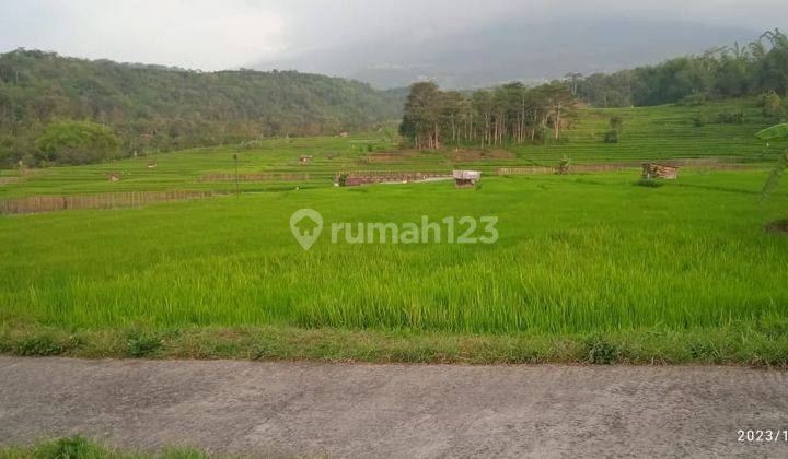 Sawah Karangpandan 750jt  2