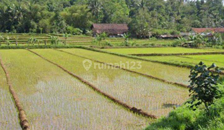 Sawah Dekat Ponpes Karangpandan  1