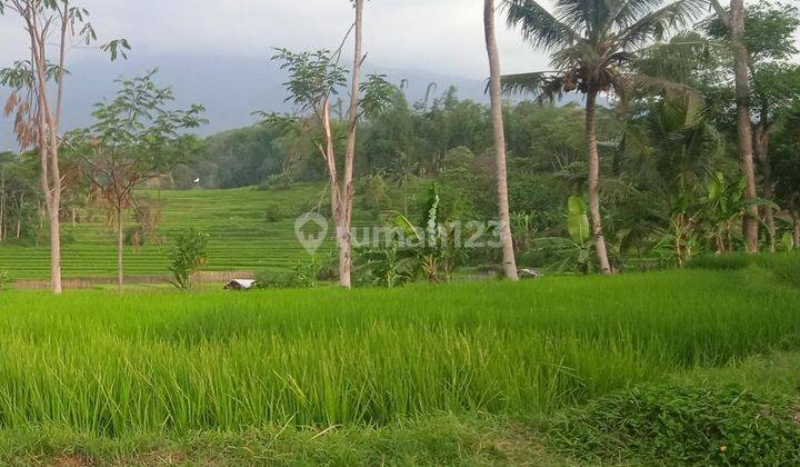 Sawah Dekat Ponpes Karangpandan  2