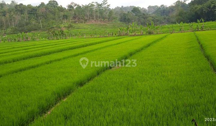 Tanah Sawah Dekat Ponpes Ngargoyoso  1