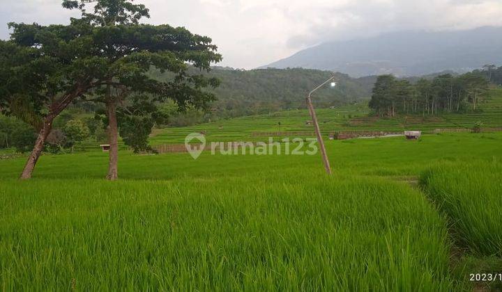 Sawah Akses Lebar Karangpandan  1