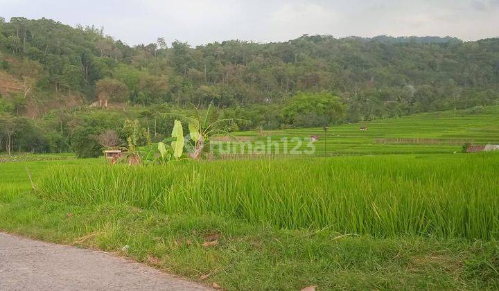 Sawah Akses Lebar Karangpandan  2