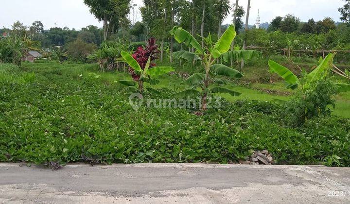 Sawah Zona Kuning Karangpandan  1